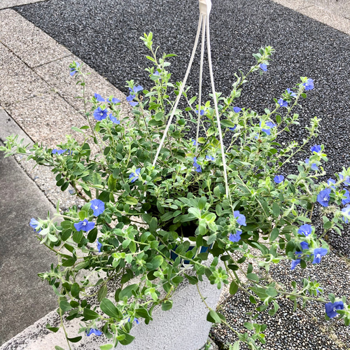 アメリカンブルー （エボルブルズ） 5号 吊り鉢 その他インテリア雑貨