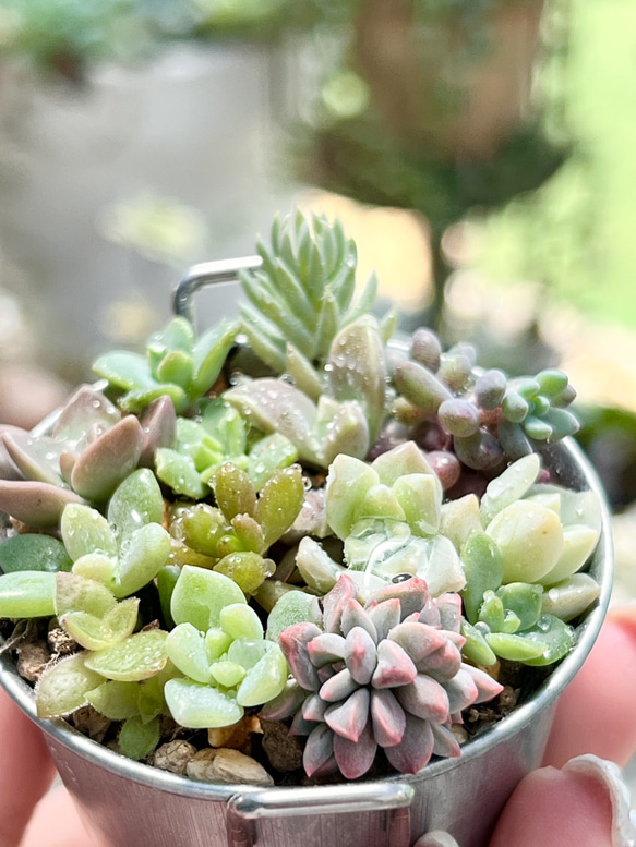 多肉植物 寄せ植え♡このまま飾れます♪全て根付き - beautifulbooze.com