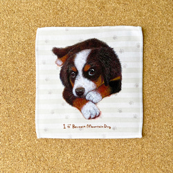 【伯恩山犬】手帕毛巾可以包裝非常適合當禮物♪ 第2張的照片