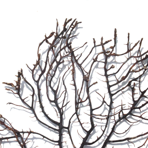 天然 ウミウチワ インテリア雑貨 アート うみうちわ C0022 その他