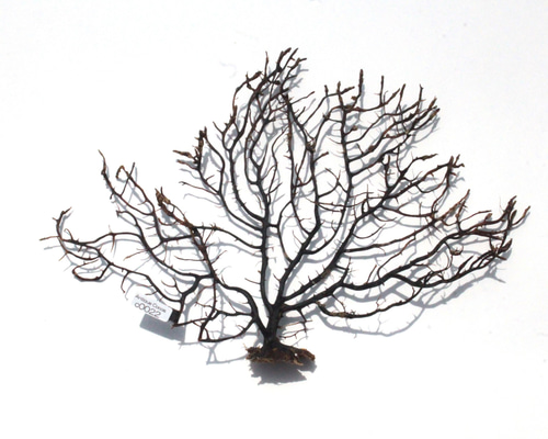 天然 ウミウチワ インテリア雑貨 アート うみうちわ C0022 その他