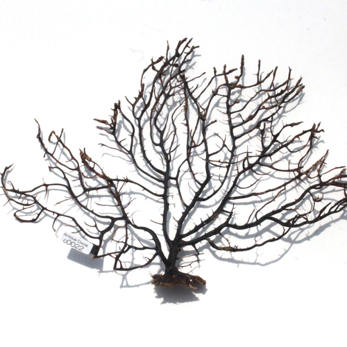 天然 ウミウチワ インテリア雑貨 アート うみうちわ C0022 その他