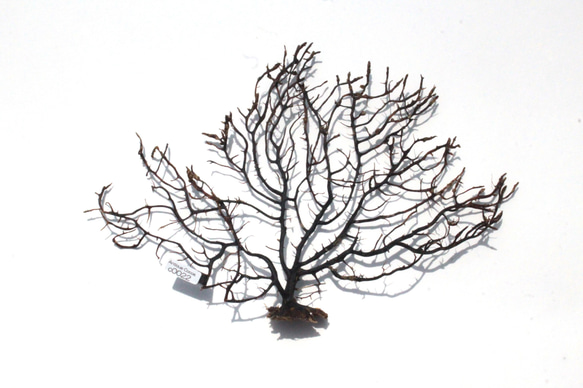 天然 ウミウチワ インテリア雑貨 アート うみうちわ C0022 その他