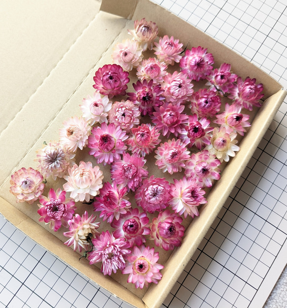 535☆貝細工 ヘリクリサム ドライフラワー 辛く 