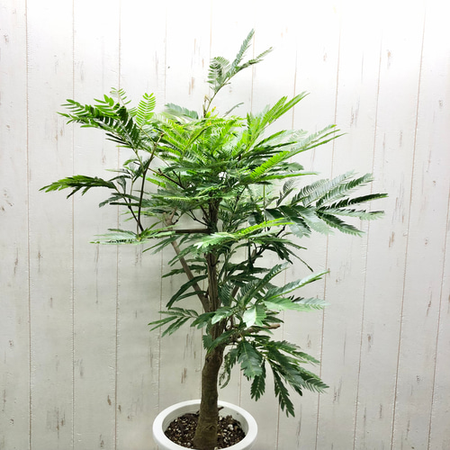幹極太株 ネムノキ エバーフレッシュ 6号 その他インテリア雑貨 PLANTS 