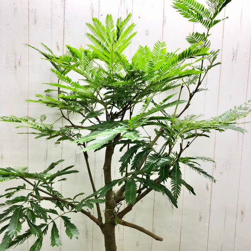 エバーフレッシュ 6号の通販 | 観葉植物通販AONOKI（あおのき）
