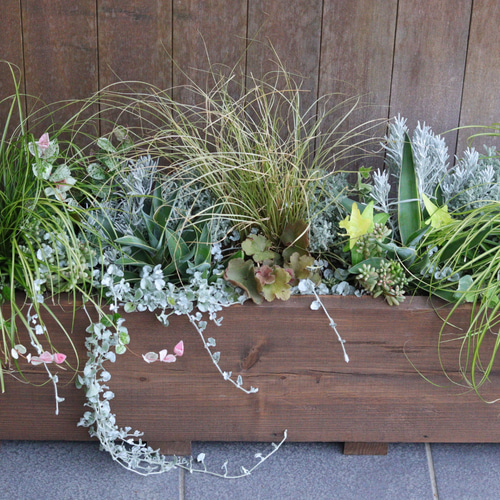 大人気商品♪大きなウッドプランターのカラーリーフ寄せ植え 大人気商品♪大きなウッドプランターのカラーリーフ寄せ植え
