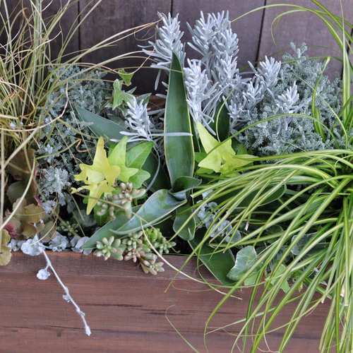 大人気商品♪大きなウッドプランターのカラーリーフ寄せ植え 大人気商品♪大きなウッドプランターのカラーリーフ寄せ植え