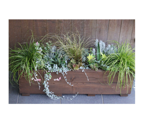 大人気商品♪大きなウッドプランターのカラーリーフ寄せ植え その他