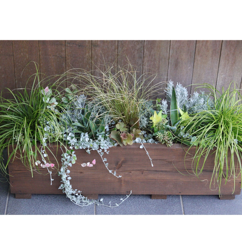 大人気商品♪大きなウッドプランターのカラーリーフ寄せ植え 大人気商品♪大きなウッドプランターのカラーリーフ寄せ植え