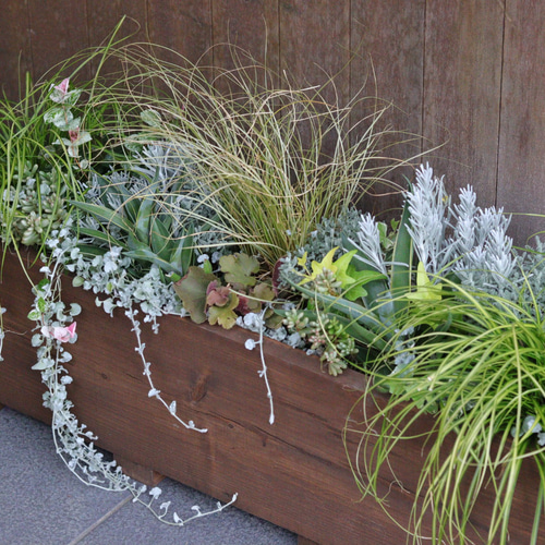 大人気商品♪大きなウッドプランターのカラーリーフ寄せ植え その他