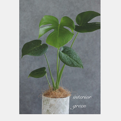 おしゃれ❁観葉植物❁モンステラ 4枚目の画像
