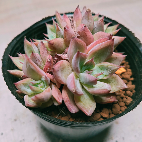 韓国苗 バイキング ♡ ALL 500円 ♡ 韓国苗 バイキング ♡ ALL 500円 ♡