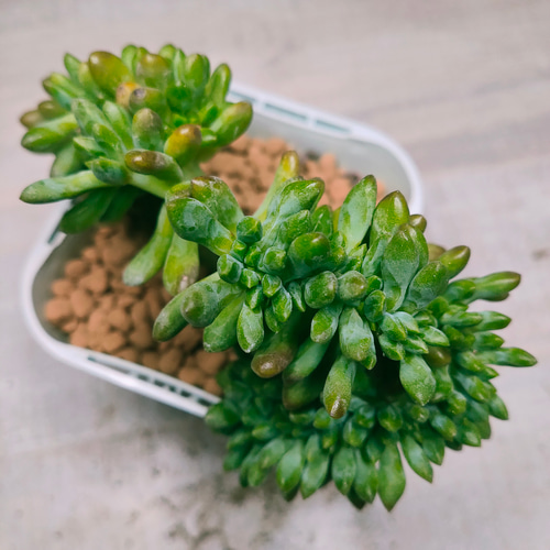 アリスエバンス【エケベリア 多肉植物 韓国苗 園芸 インテリア
