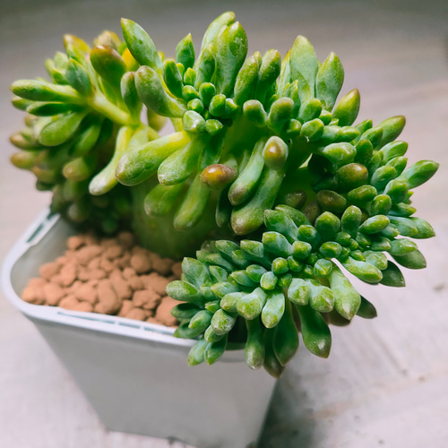 アリスエバンス【エケベリア 多肉植物 韓国苗 園芸 インテリア