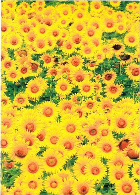 新商品！『ドイツ直輸入　ポストカード　Sunflower Field　ひまわり畑柄　向日葵』～同柄2枚セット～ 1枚目の画像