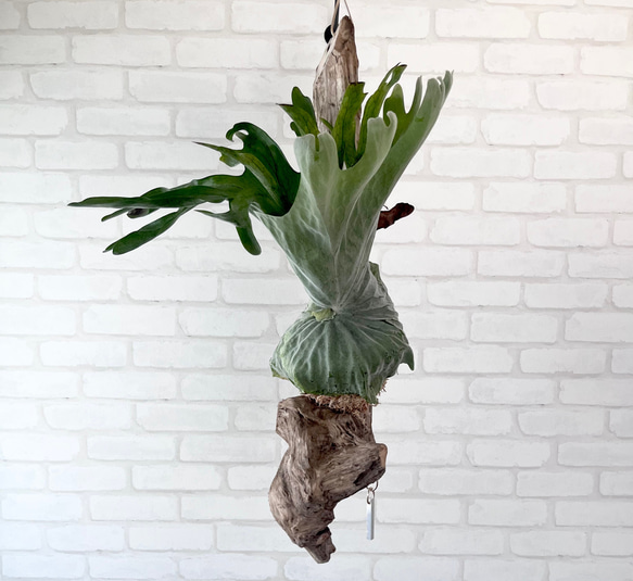ビカクシダ コウモリラン スパーバム 流木付け 観葉植物