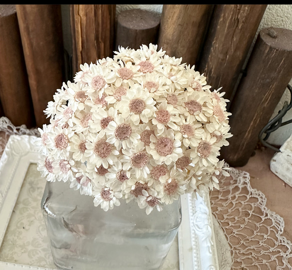 スターフラワーブロッサムホワイトくすみピンク３０輪販売❣️ハンドメイド花材カラードライフラワー 1枚目の画像