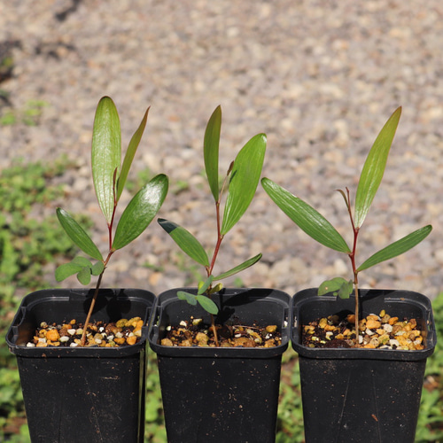 アカシア・コンフサ Acacia Confusa 苗 x1 鉢ごと 多肉植物 ちるねす 