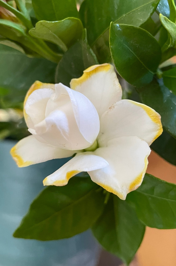 香りを愛でる【くちなし】 5枚目の画像