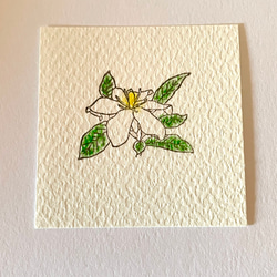 香りを愛でる【くちなし】 3枚目の画像