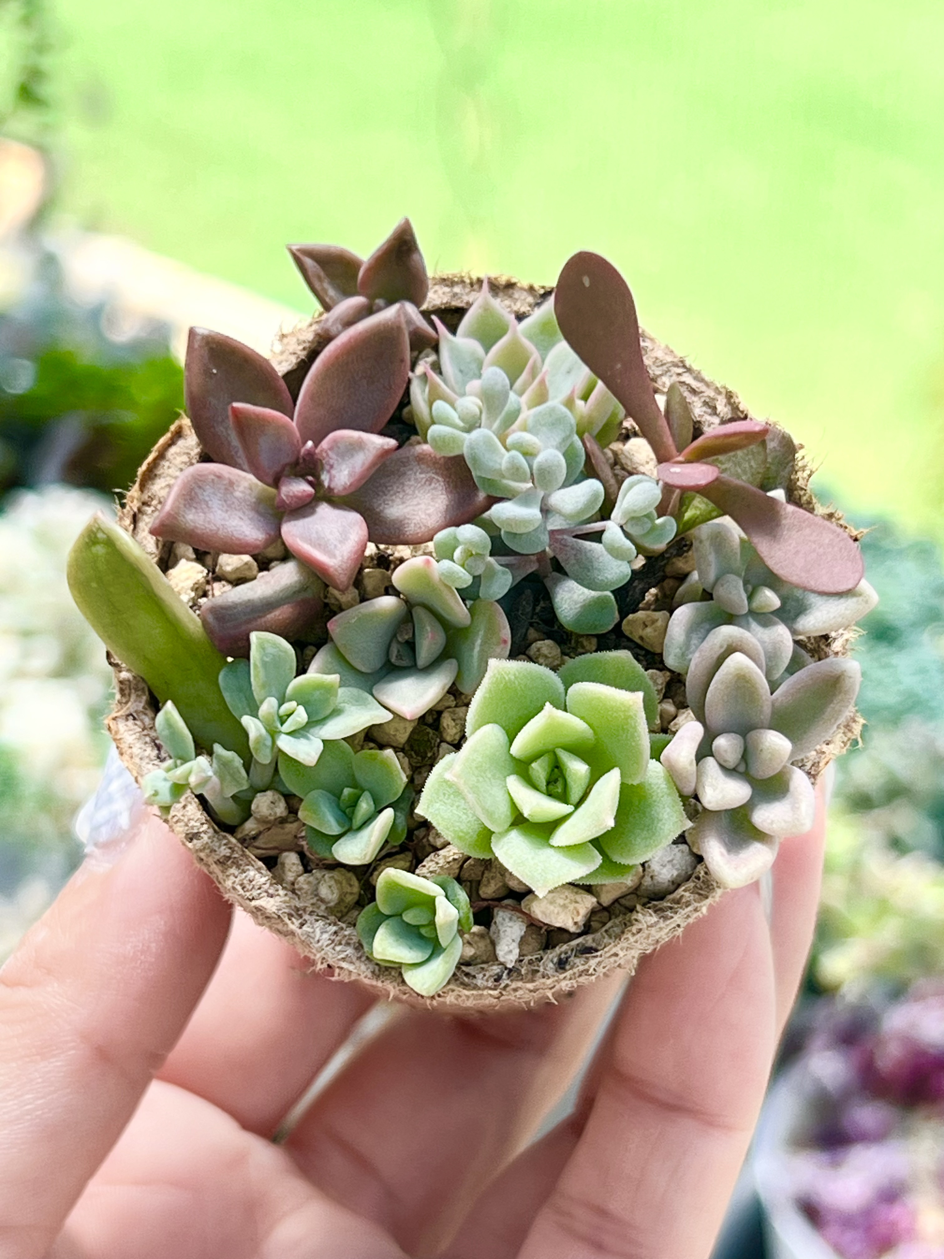 葉挿しセット多肉植物