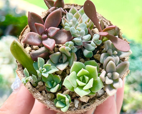 数量限定!!盛り合わせ寄せ植え＊多肉植物＊ポットごと発送 多肉植物