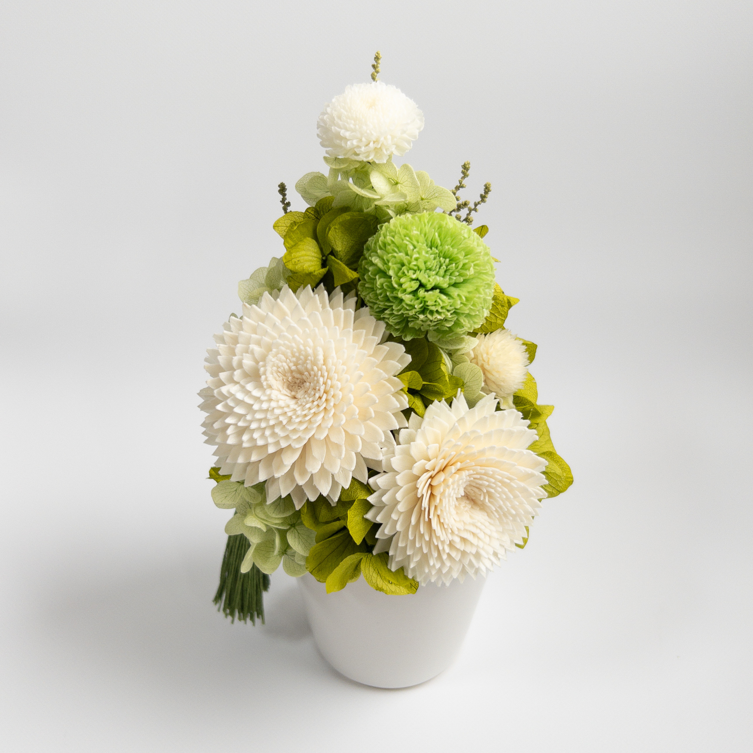 大型タイプ サ*生様 実生 メルカリ便送料込み 菊水 鉢植え