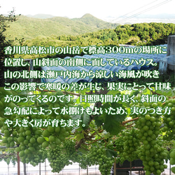 マスカット 瀬戸ジャイアンツ 桃太郎 ぶどう 1.5kg 約750g×2房入り 香川県 ギフト 種なし 葡萄 6枚目の画像