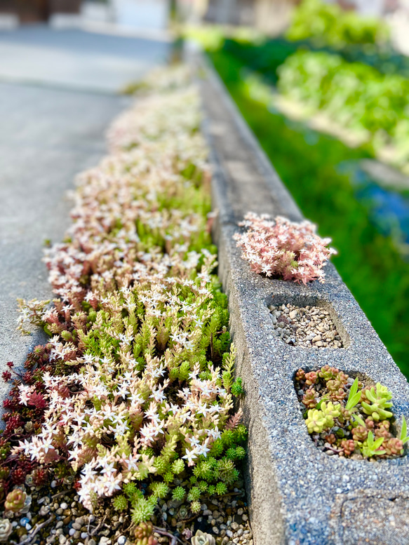 多肉植物＊ちまちま寄せ植え用＊品種増殖用＊10種類15カット＊ランダム 9枚目の画像