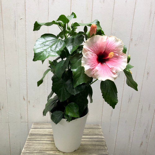 お花長持ち ロングライフシリーズ ハイビスカス グレイス3 その他