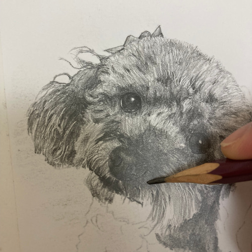 鉛筆画　オーダー画面 オーダーメイド サンプル 犬の絵 鉛筆画 絵画 ENPITSUYA 通販