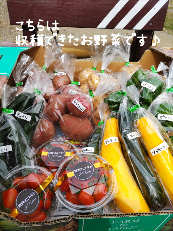 【10種 類の乾燥野菜MIX150g】無添加 無着色 砂糖不使用 ヘルシー野菜 7枚目の画像