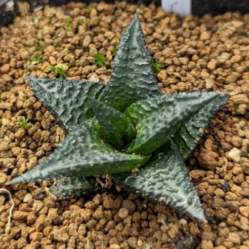 レアハオルチアコレクション・リミフォリア・ブラックinわけけのお店