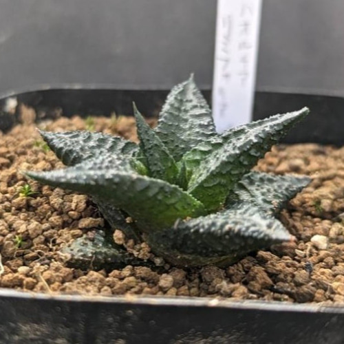 レアハオルチアコレクション・リミフォリア・ブラックinわけけのお店