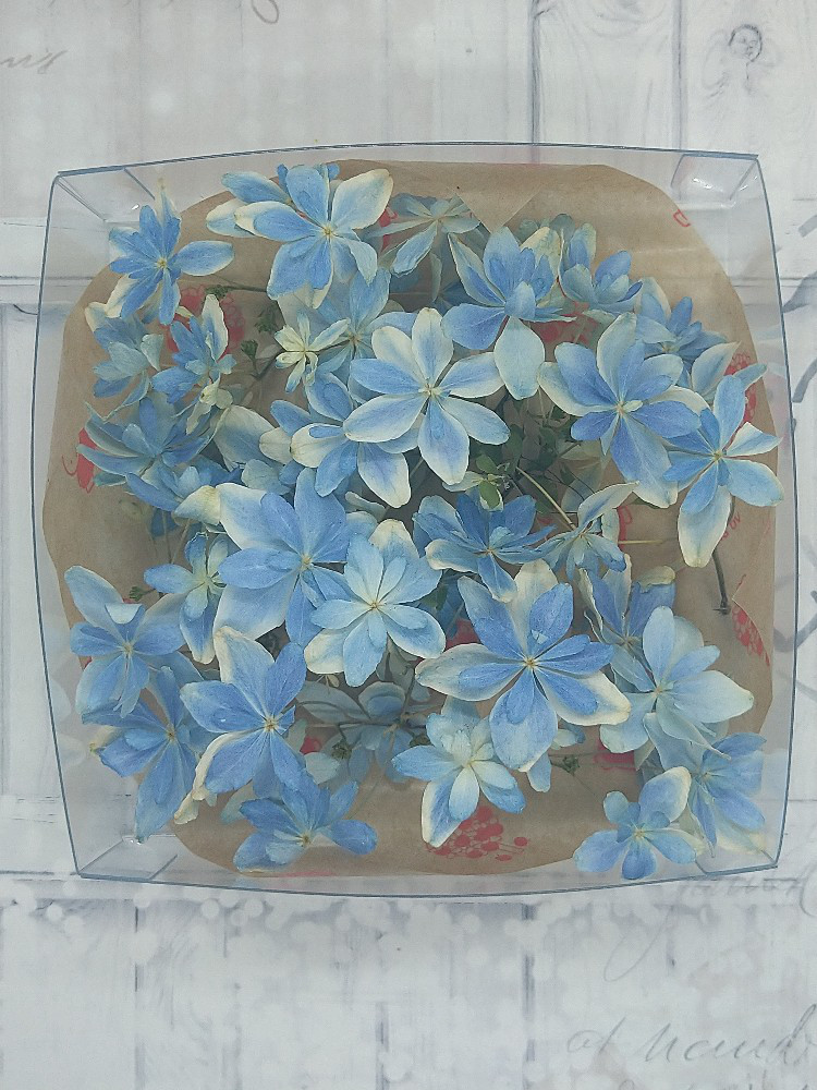 アウトレット ドライフラワー素材 あじさい（万華鏡）枝付き花びら約50