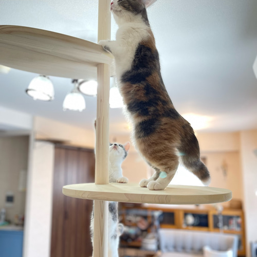 インテリアにとけこむ おしゃれな オリジナル ハンドメイド キャット 