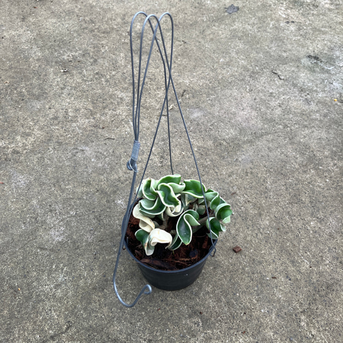 希少種ホヤ＊コンパクタ＊バリエガータ＊斑入り＊吊り鉢＊観葉植物