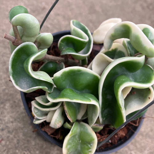 希少種ホヤ＊コンパクタ＊バリエガータ＊斑入り＊吊り鉢＊観葉植物