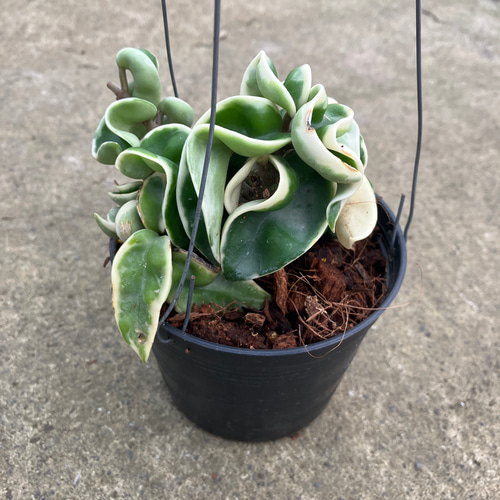 希少種ホヤ＊コンパクタ＊バリエガータ＊斑入り＊吊り鉢＊観葉植物