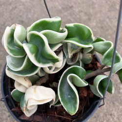 希少種ホヤ＊コンパクタ＊バリエガータ＊斑入り＊吊り鉢＊観葉植物