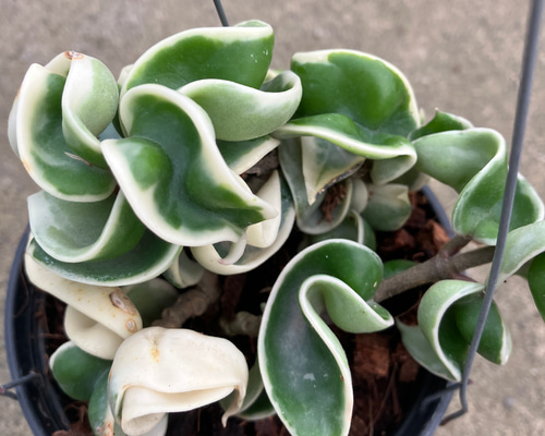 d52e794a8f6b4941d61e2651d8ecfe