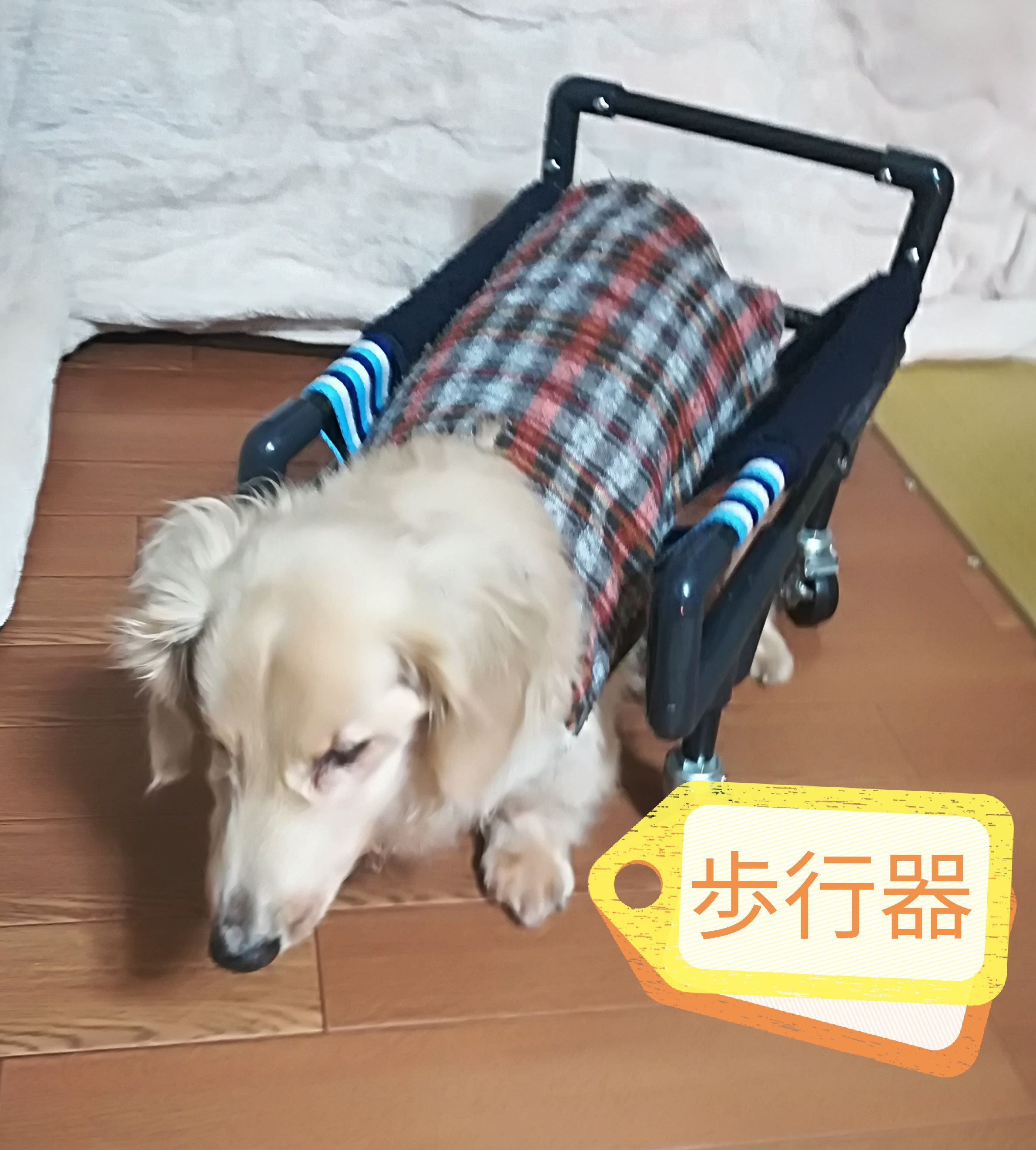 トイプードル4輪　リハビリ　食事補助　犬用車椅子　シニア犬補助　犬の歩行器 予約】 食事補助 リハビリ トイプードル4輪 犬用車椅子 介護用