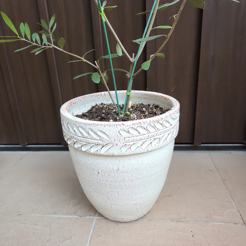 オリーブの木 ルッカ お洒落鉢植え 苗 シンボルツリー その他