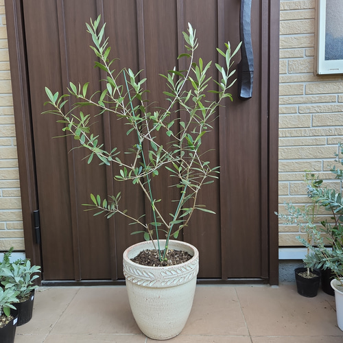 【在庫処分大特価!!】 お洒落鉢植え ルッカ オリーブの木 苗 その他 シンボルツリー 常緑樹