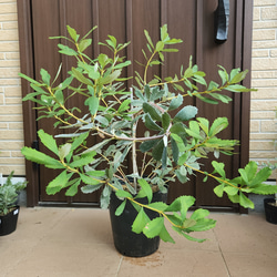 バンクシア　パルドサ　6号（バンクシア、グレビレア、リューカデンドロン） 園芸ネット本店｜[ザ・ファームセレクト]バンクシア：ヘアピン