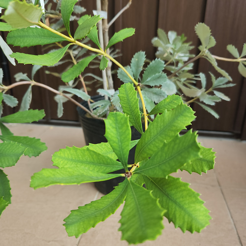 楽天市場】（観葉植物）バンクシア パルドサ 7号（1鉢