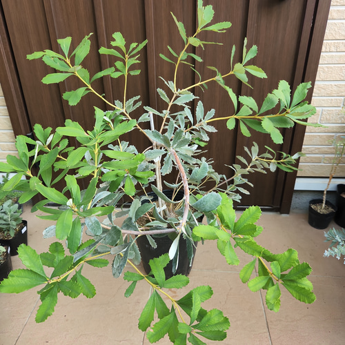 大きめ♪ バンクシア パルドサ ワイドフラワー オージープランツ