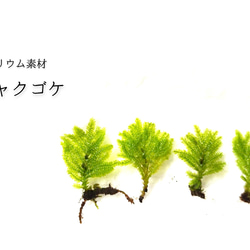 苔テラリウム ホソバオキナゴケ（ミニボトル） その他インテリア雑貨
