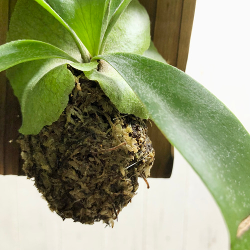 去年増えたビカクシダの種類は・・・？ | 植中毒の植物育成日記